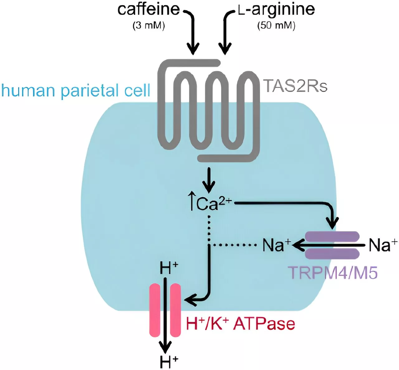 Bitter substances make the stomach acidic: How bitter food constituents influence gastric acid production