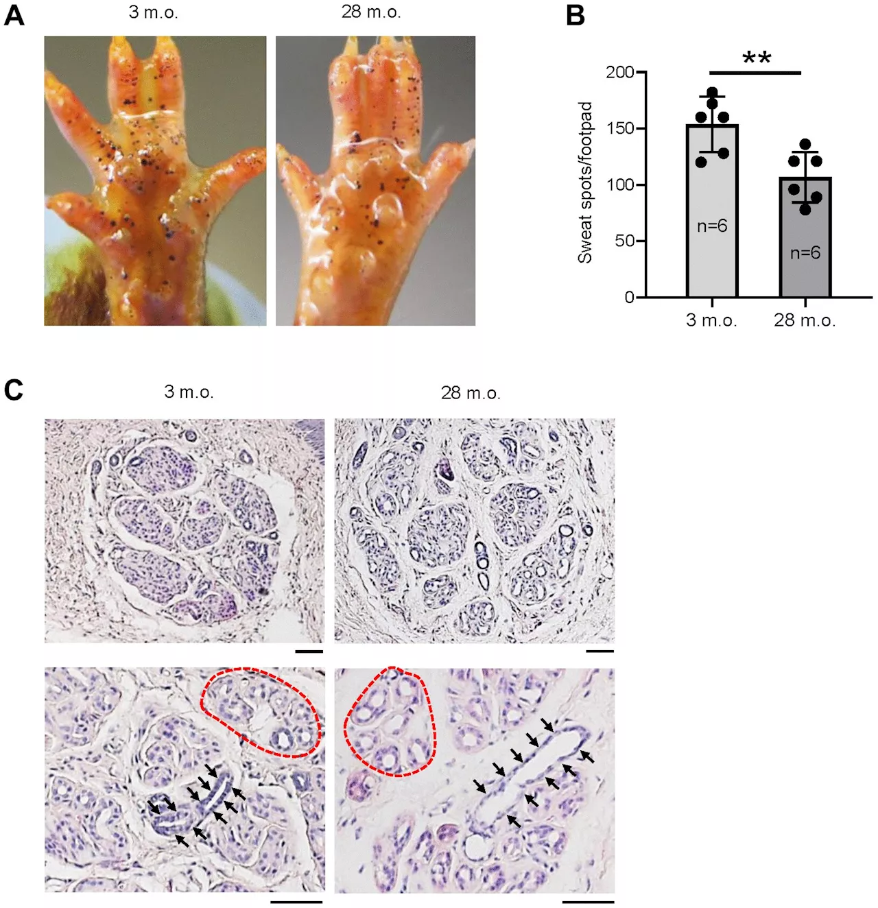 Study finds age-associated gene expression changes in mouse sweat glands