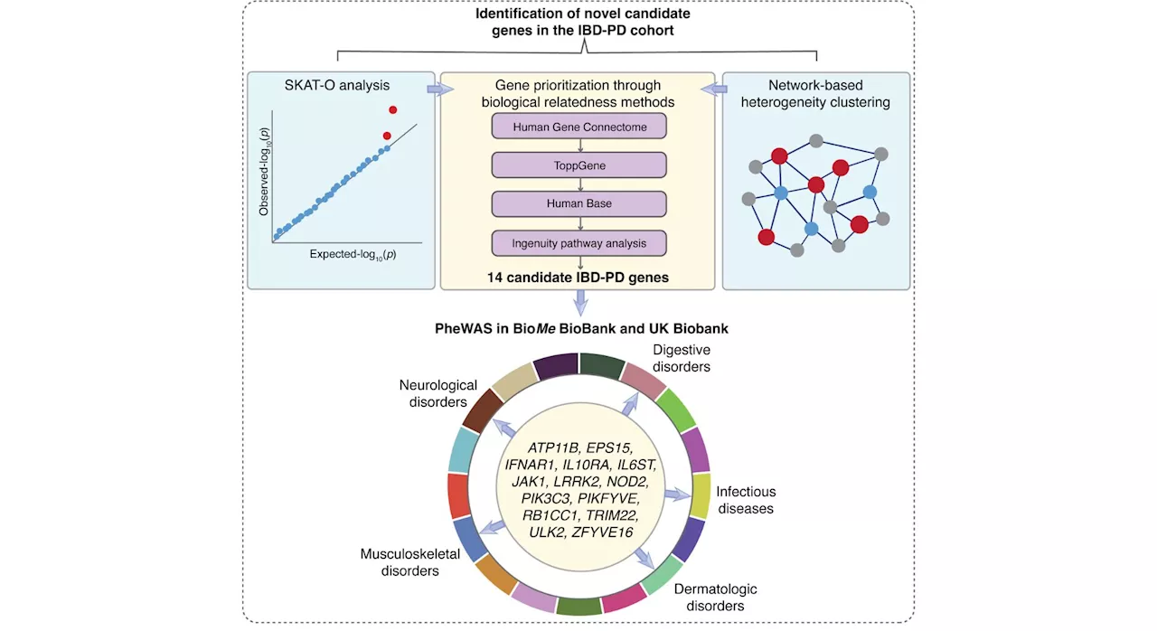 Study identifies genetic link between inflammatory bowel disease and Parkinson's disease