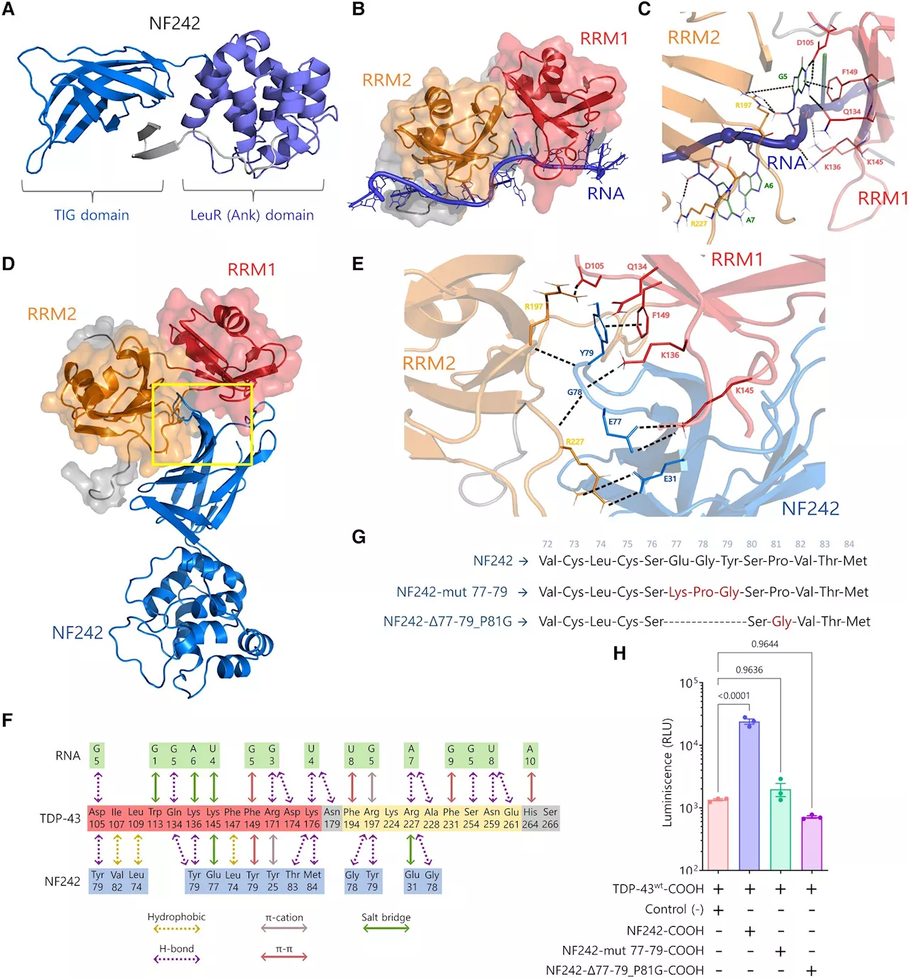 Study uncovers protein interactions as a potential path for ALS cure