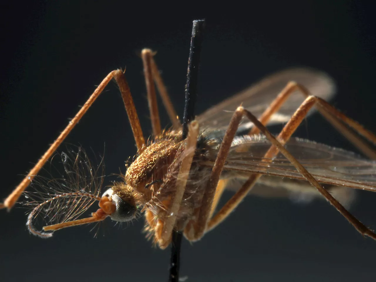 First West Nile virus-infected mosquito reported in North Texas