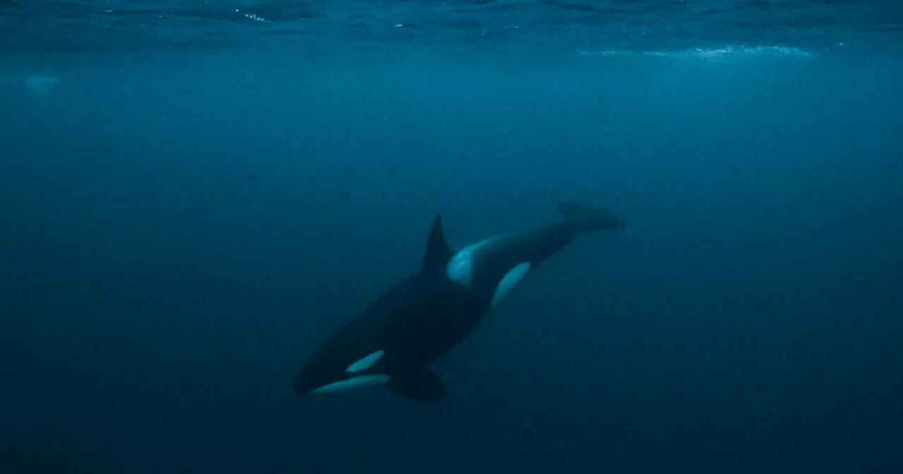 What drove killer whales' dramatic behavior this year?