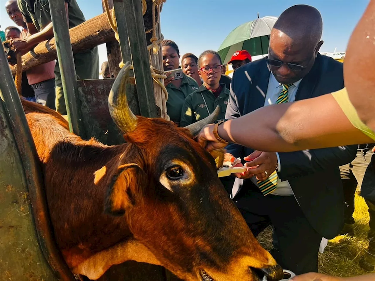 Eastern Cape govt launches hi-tech tag initiative to combat rampant stock theft