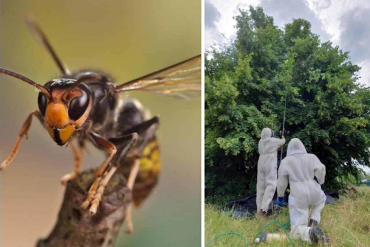 Insectenkenner wil strijd tegen Aziatische hoornaar opgeven, maar provincie steekt nog tandje bij: “We gaan ne