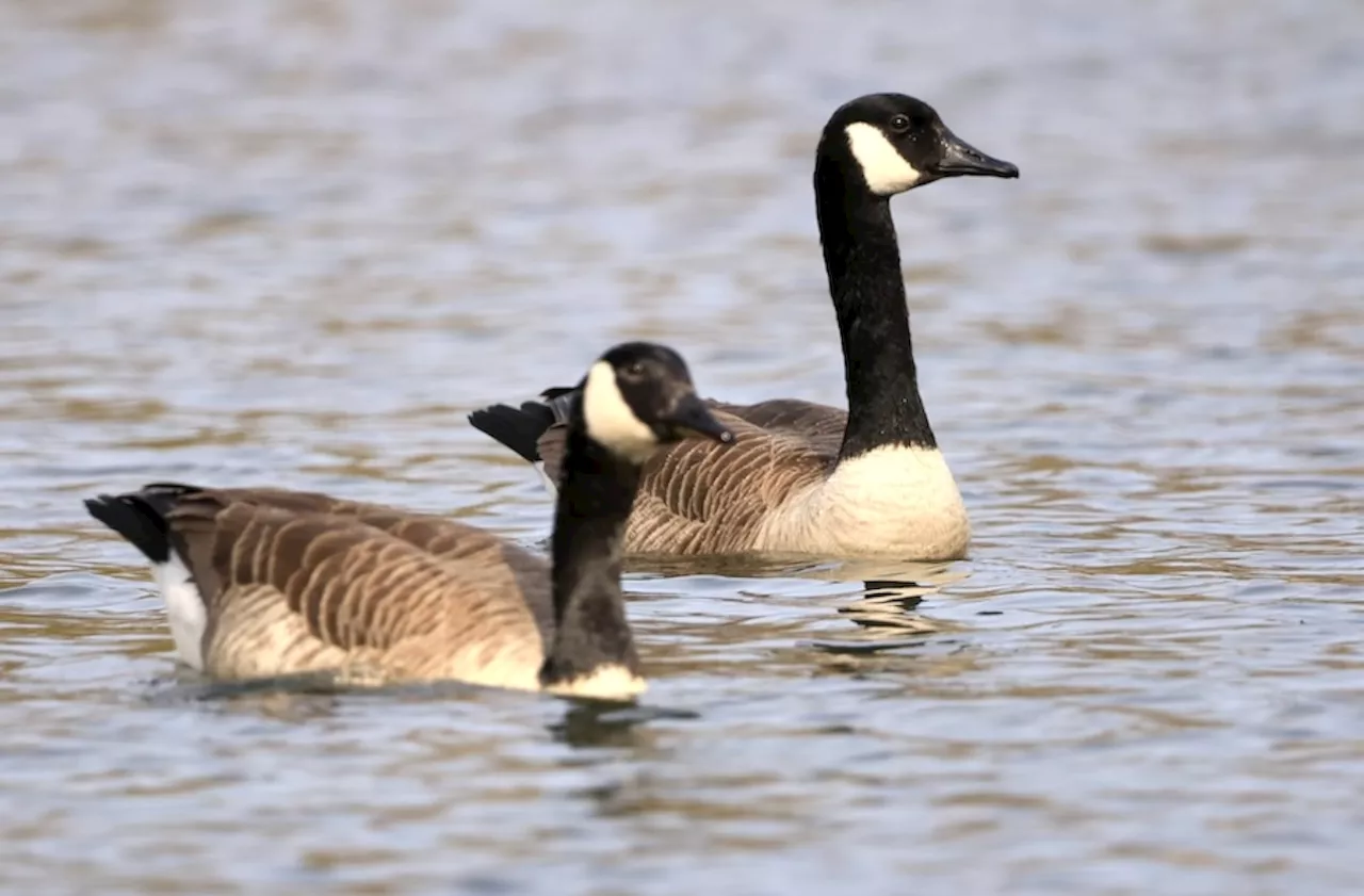 Residents outraged over N.J. town’s plan to exterminate Canada geese