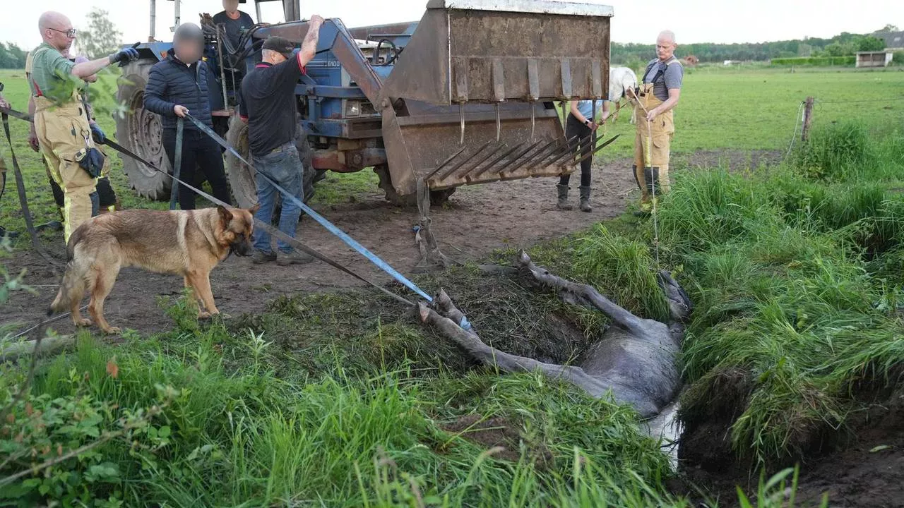 112-nieuws: paard uit sloot gehaald • lange files op A16 en A29