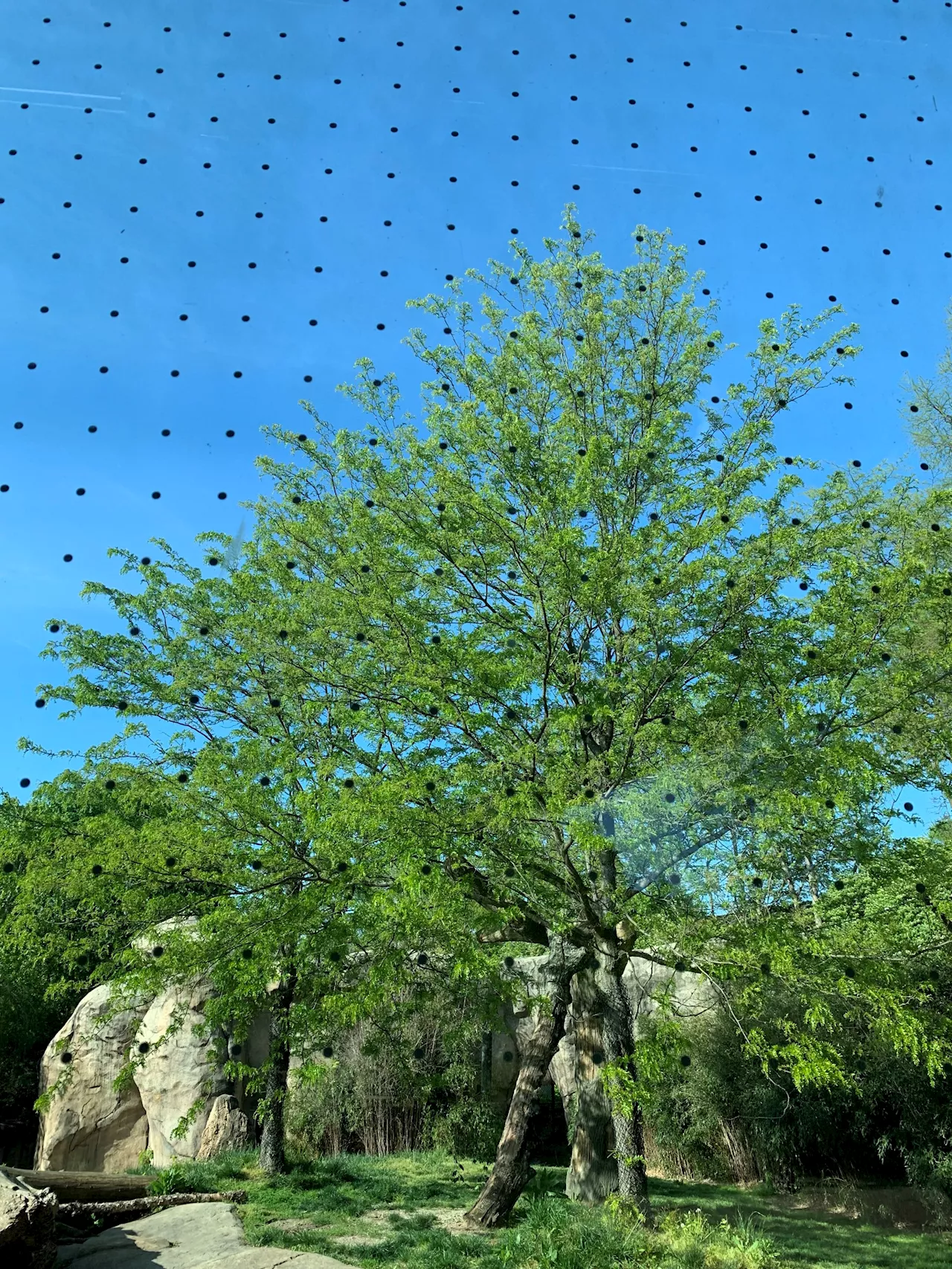 Preventable loss: A billion birds die each year from window strikes