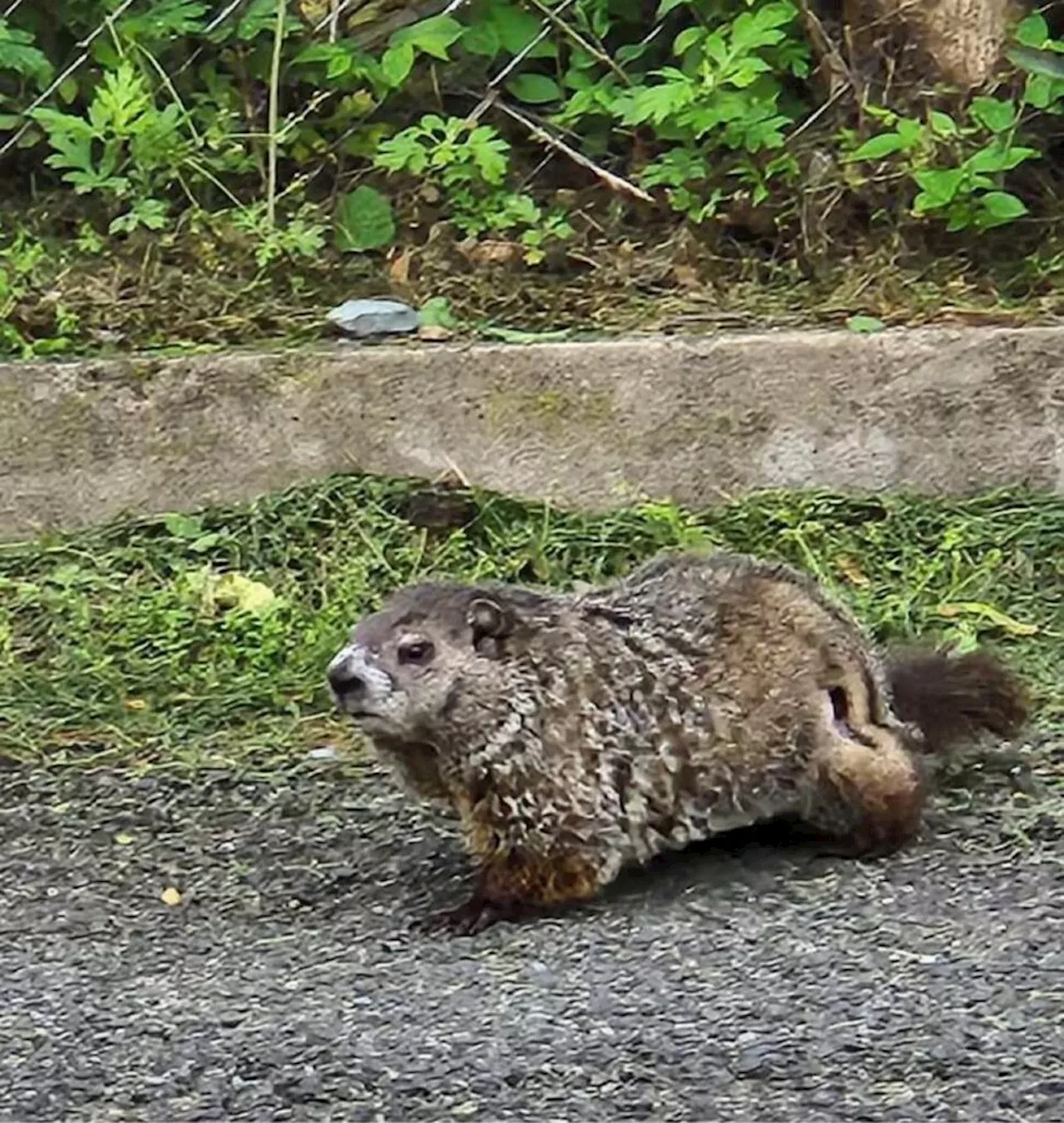 Today* in Hawks*** around Town – Groundhog!