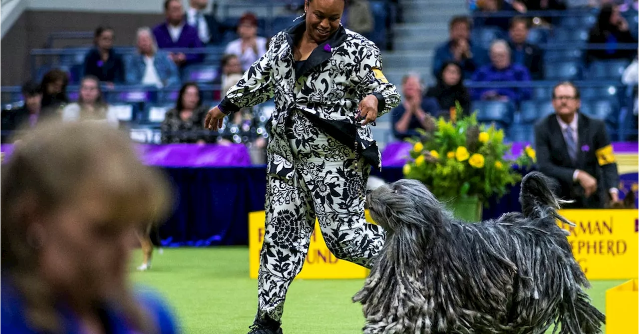 Scenes from the Westminster Dog Show