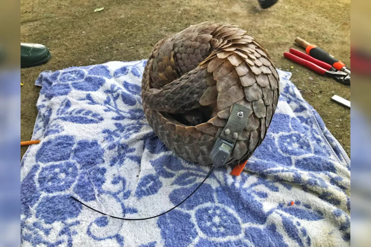 On foot and by drone, radio tracking helps rehabilitate pangolins in Vietnam