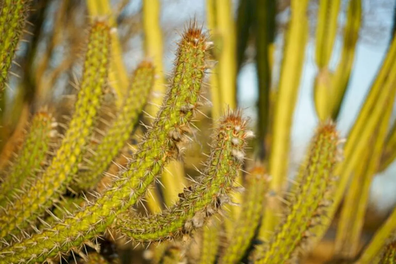 Research shows the Caatinga is Brazil’s most efficient carbon capture biome