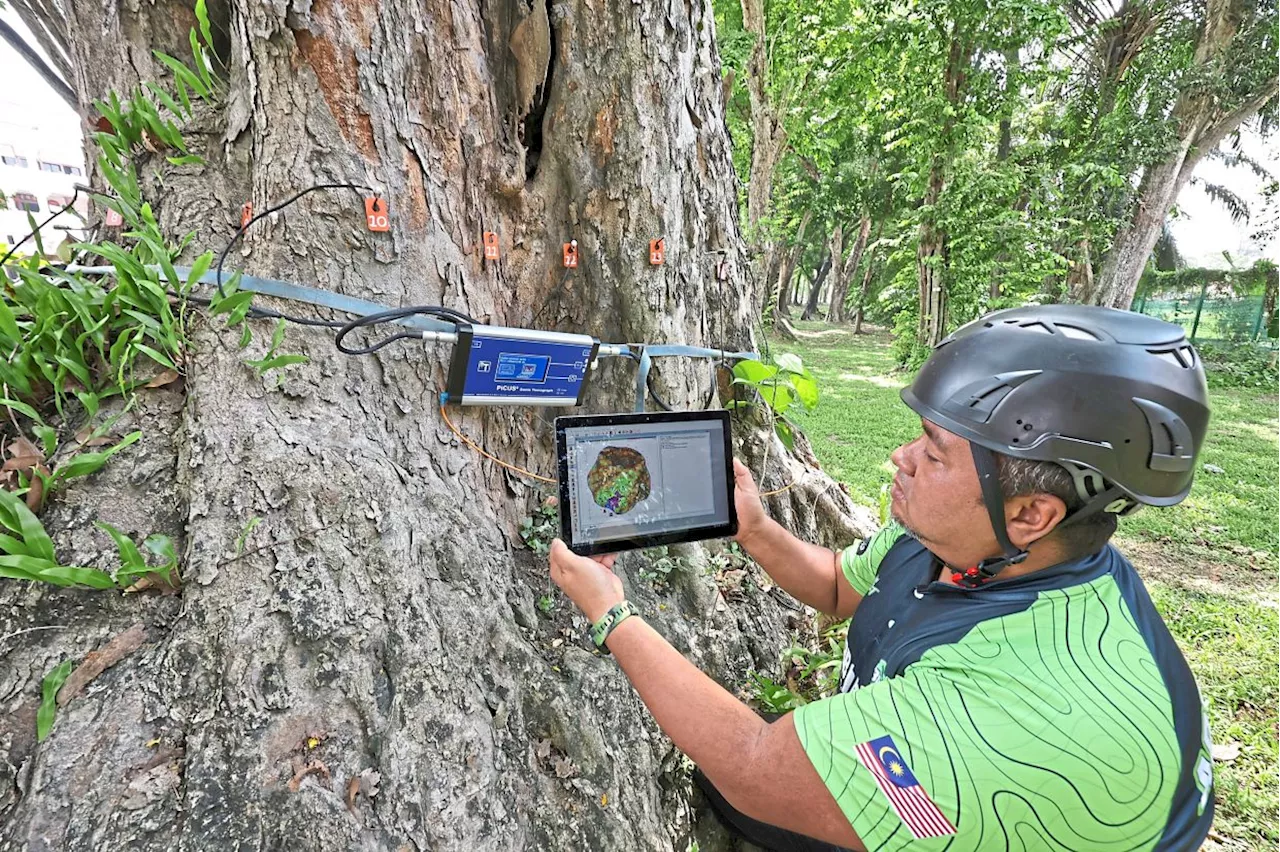 City councils to keep close watch on all trees