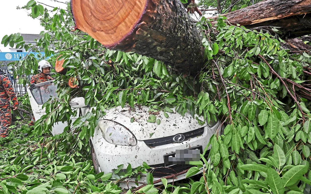 Penang local councils ordered to inspect trees after Jalan Macalister incident