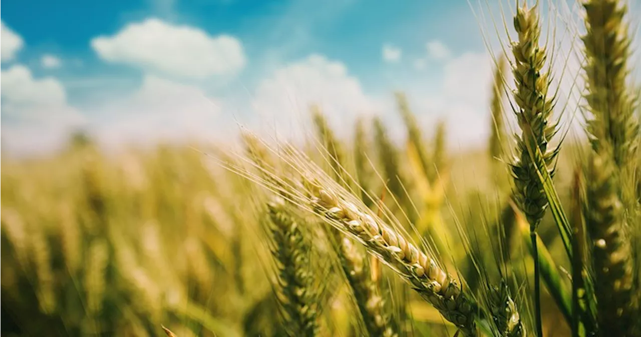 Getreide: Wetter macht Weizen, Mais und Soja zu schaffen