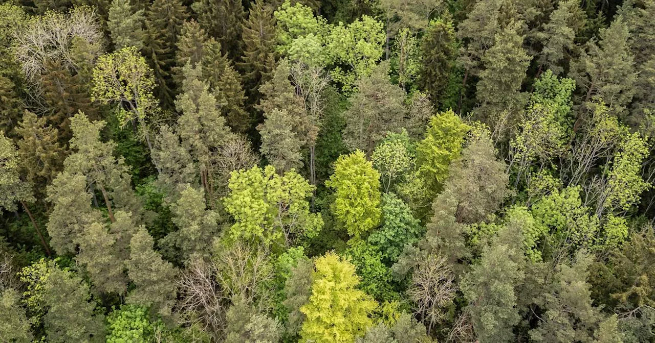 Waldbericht: Diesen Bäumen in Deutschland geht es besonders schlecht