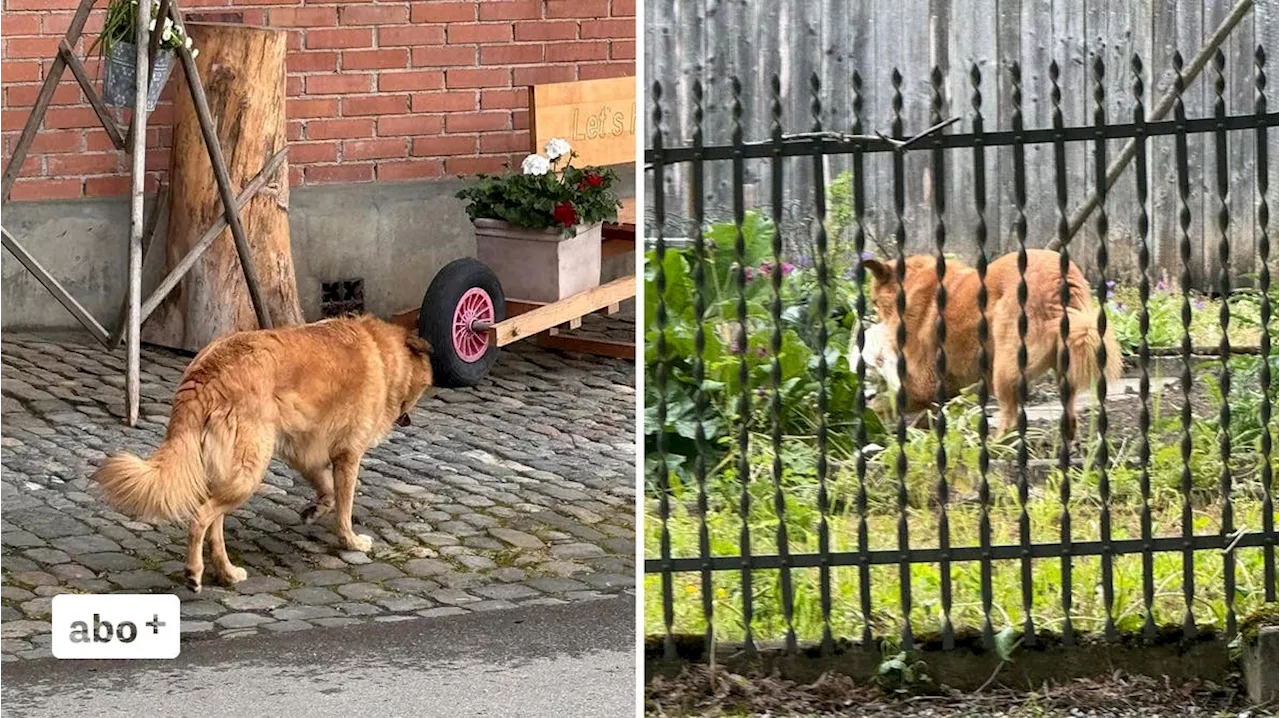 Hund klaut Huhn in Müllheim und löst Polizeieinsatz aus: «Sah sehr ausgehungert aus»