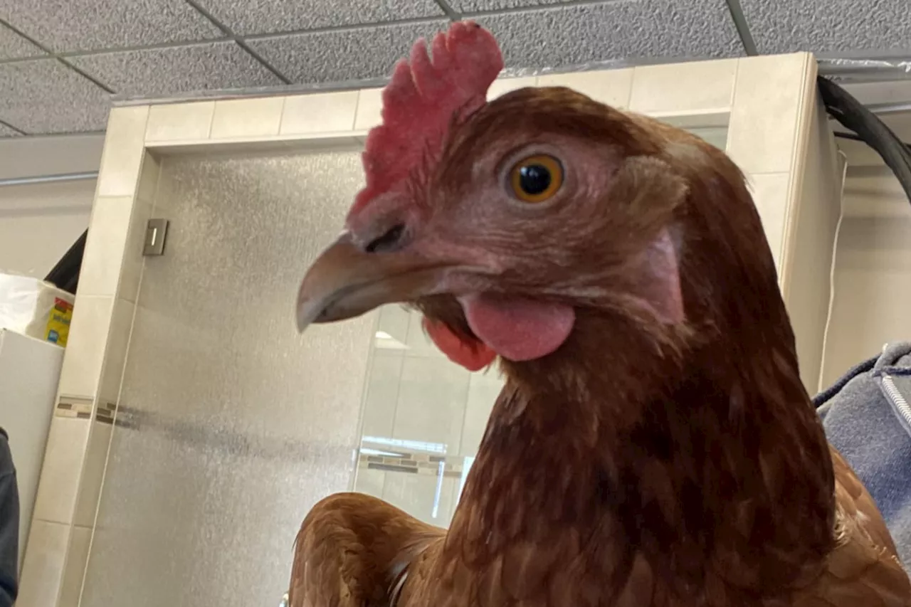 City woman tries to locate owner of 'the sweetest chicken ever'