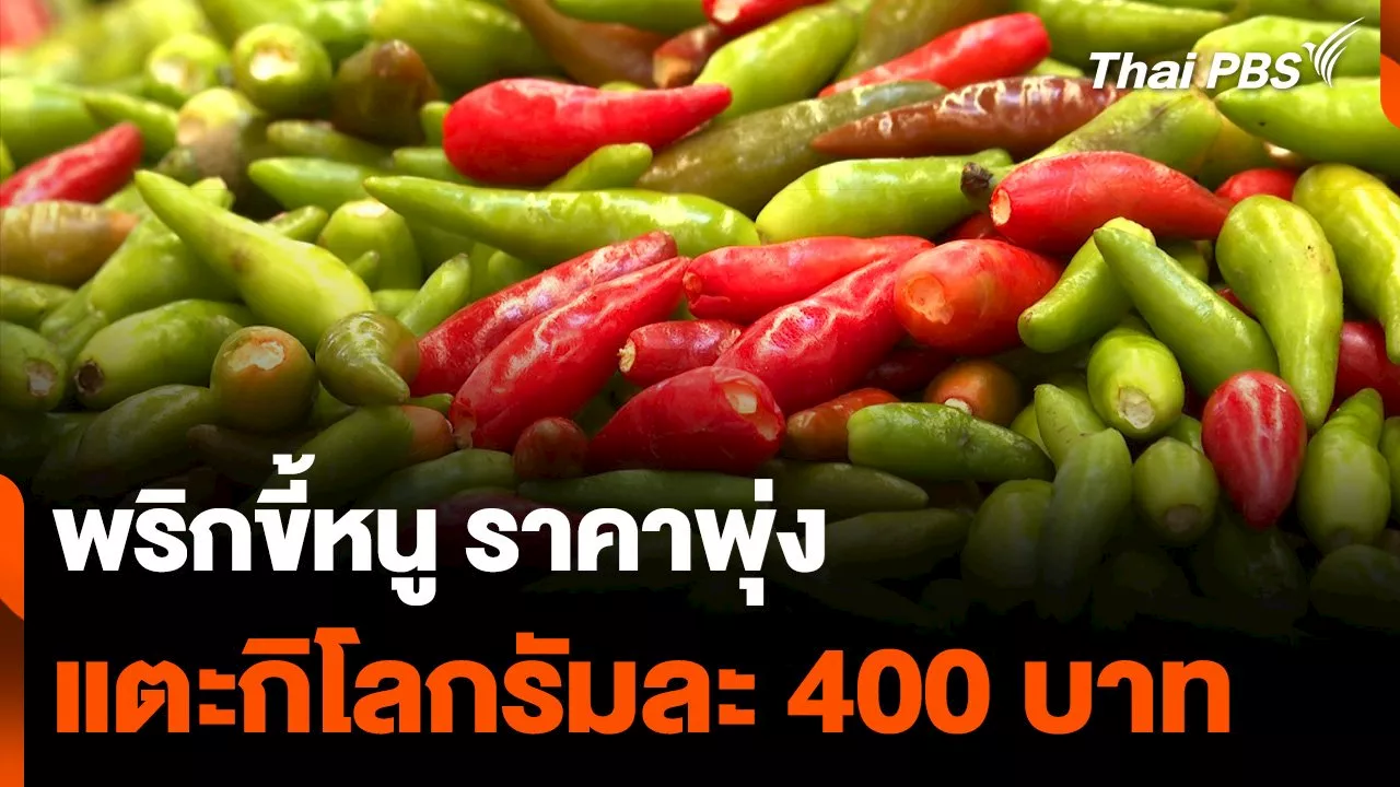  พริกขี้หนู ราคาพุ่ง แตะกิโลกรัมละ 400 บาท | Thai PBS รายการไทยพีบีเอส