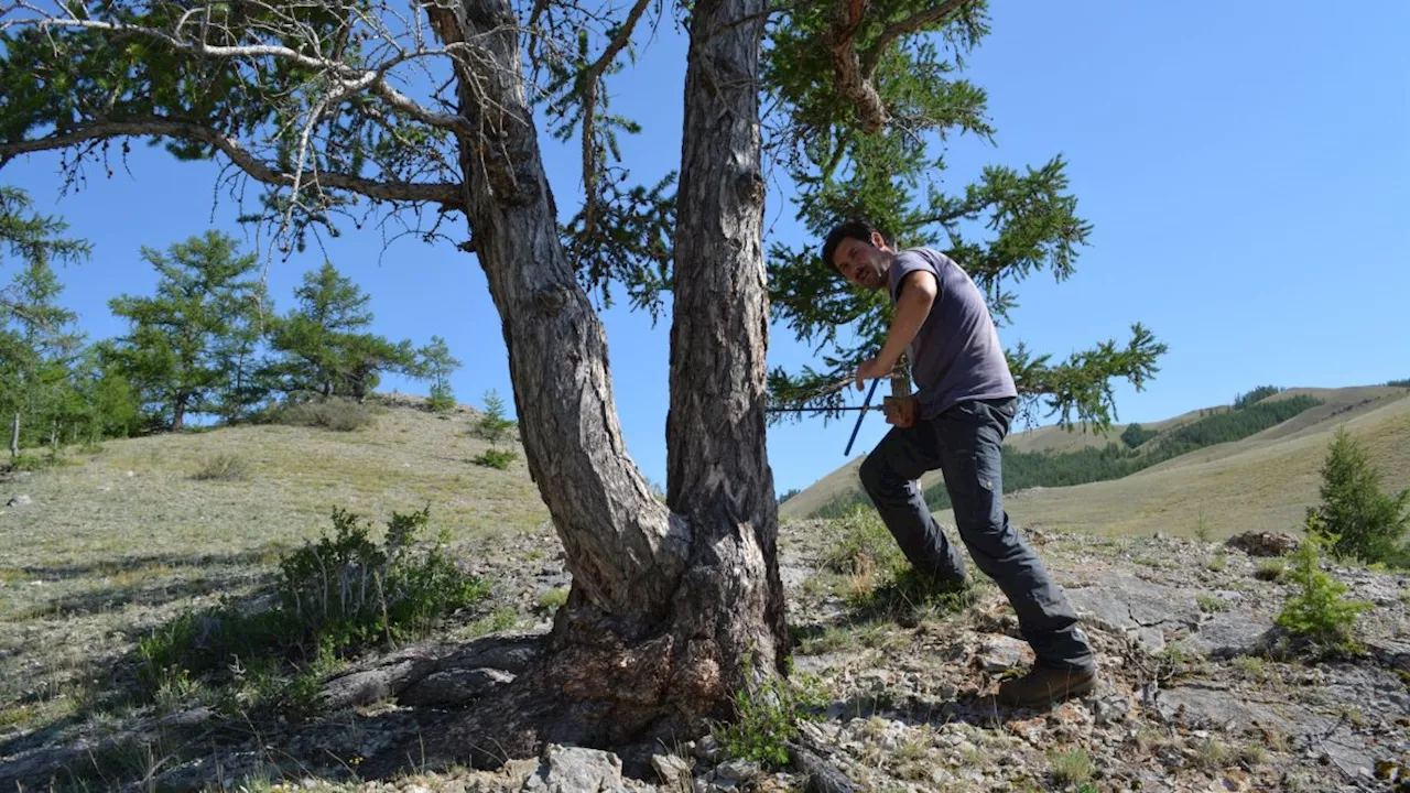 How tree rings show that 2023 had the hottest summer in 2,000 years