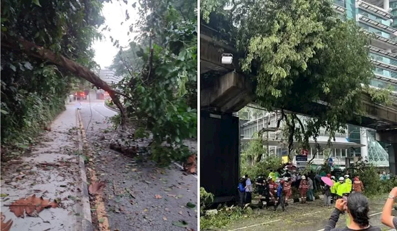 Insiden Pokok Tumbang: Ini Sebab & Cara Untuk Elak Kejadian Sama