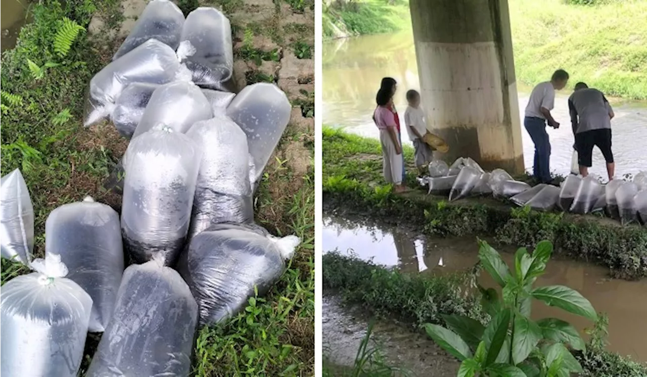 [Watch] Outrage Erupts As Thousands Of Catfish Released Into River, Threatening Delicate Ecosystem