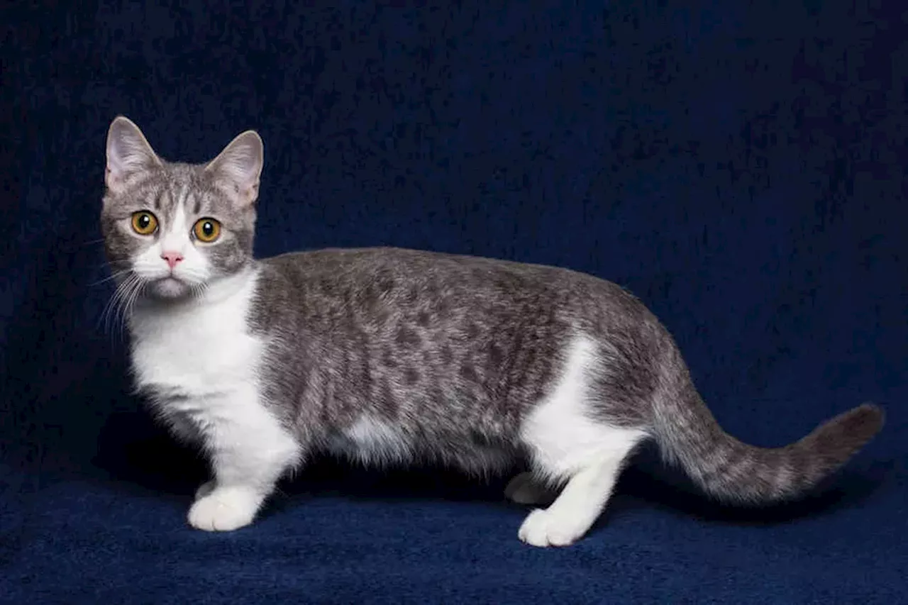 How dangerous are these health issues to Munchkin cats