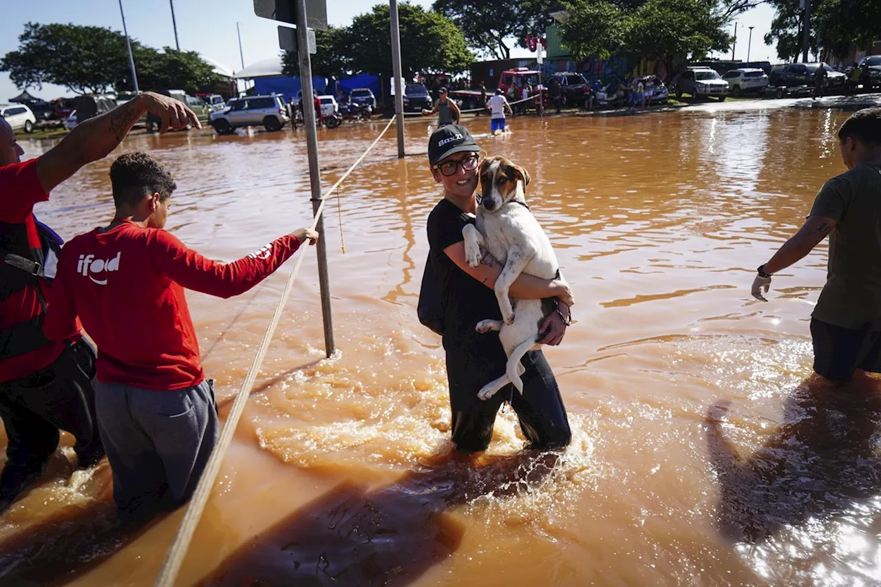 Mais de 11 mil animais afetados pelas enchentes no RS foram resgatados