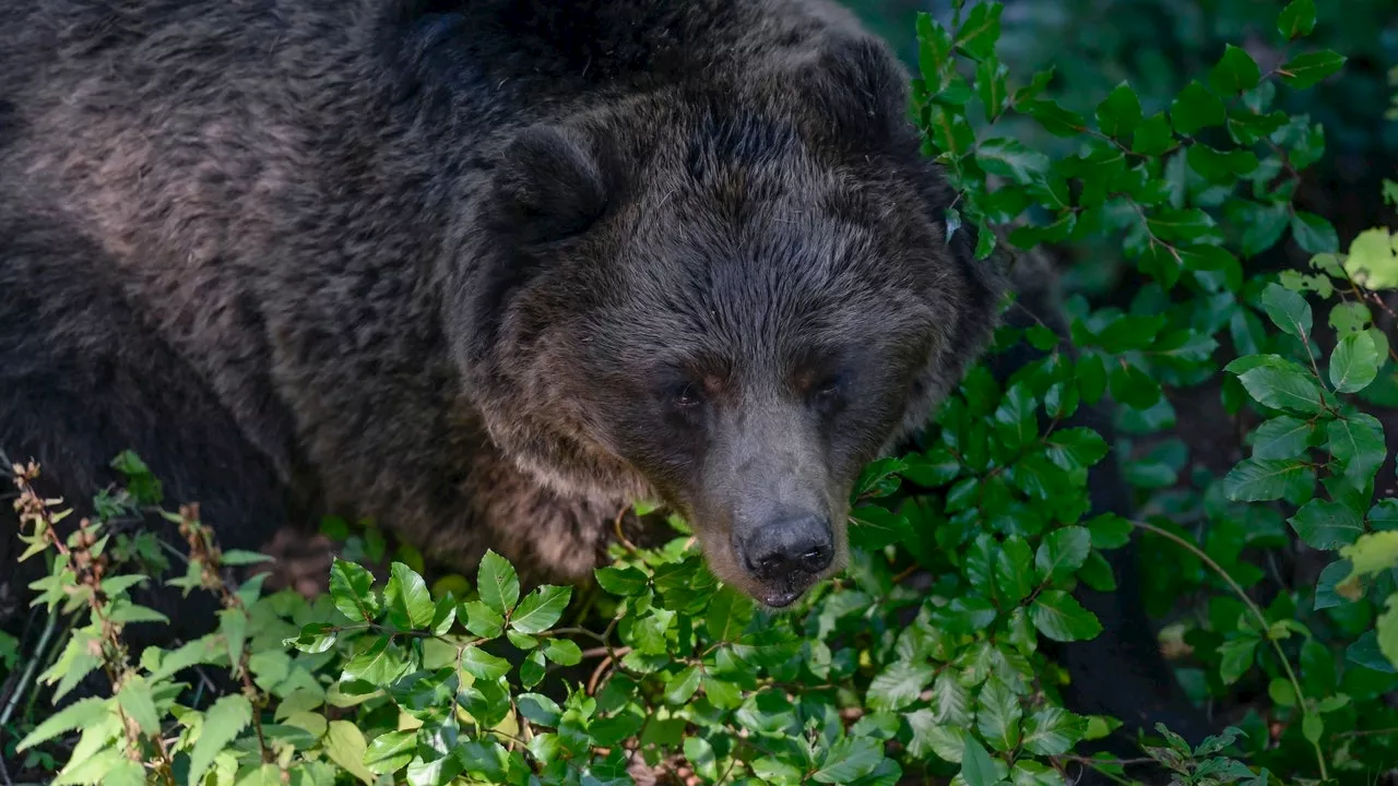 Perché l'orsa JJ4 è ancora rinchiusa nella gabbia del Trentino?