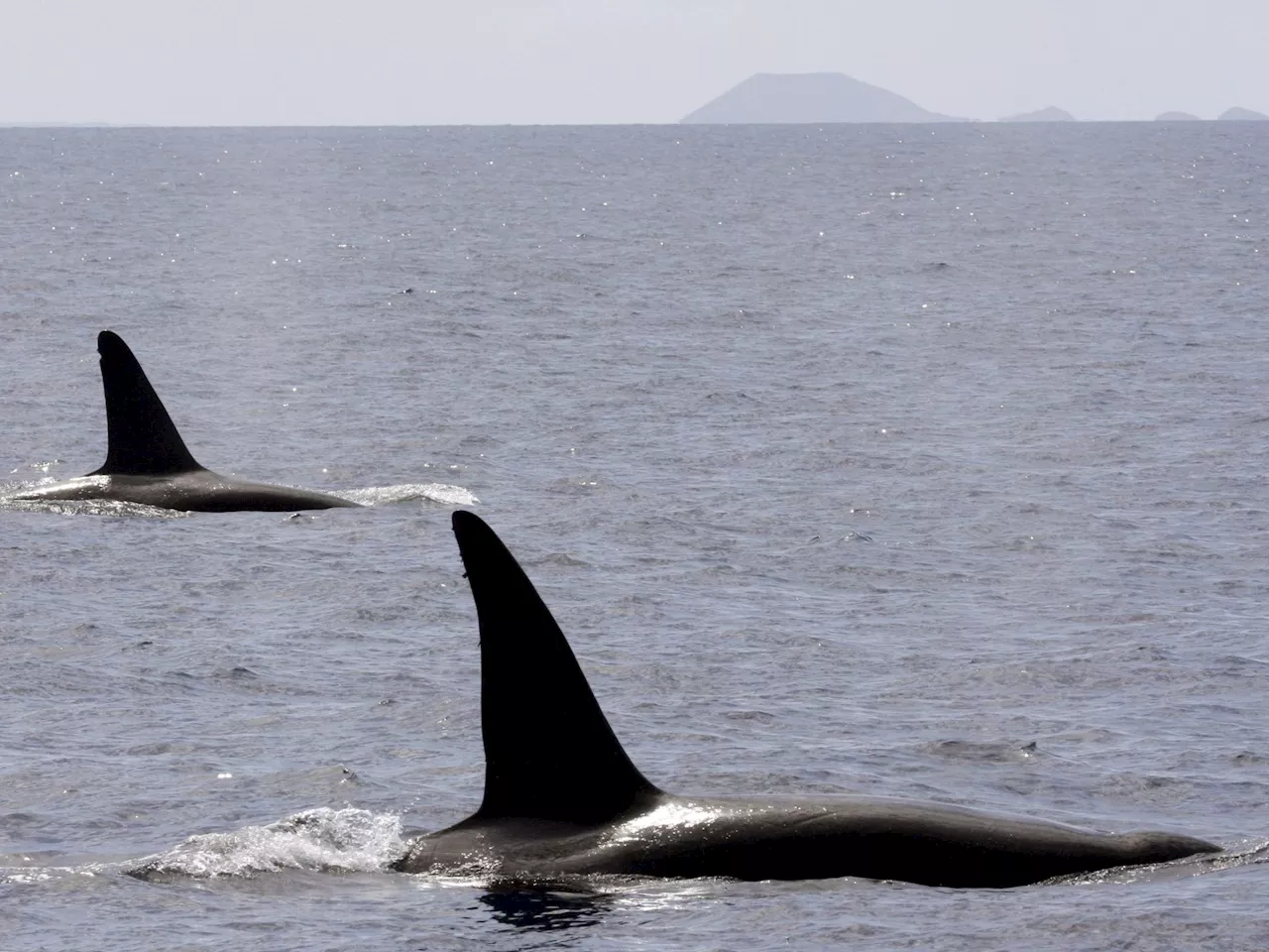 Orcas versenken 15-Meter-Jacht vor Gibraltar