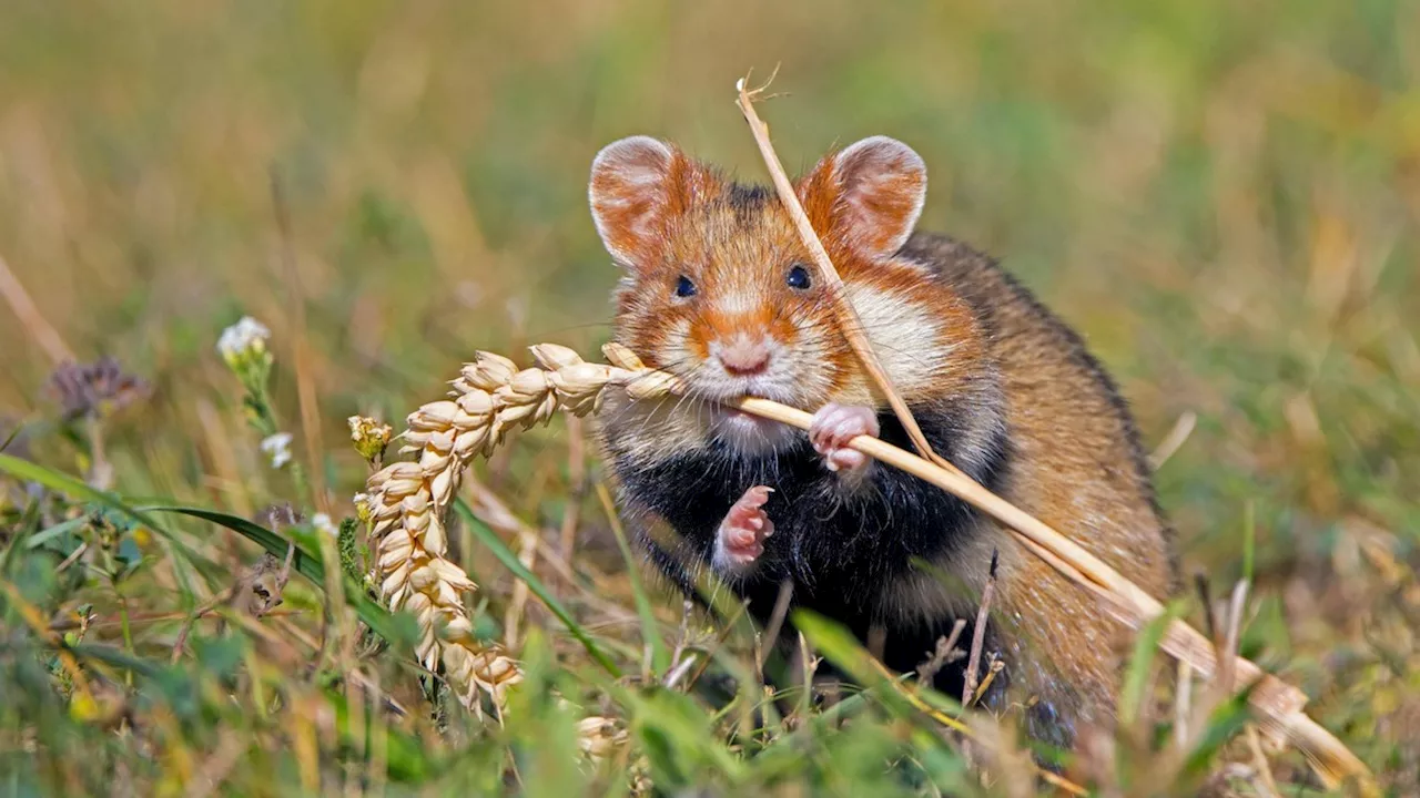 Feldhamster für Artenschutz nach Zucht in Leipziger Zoo ausgewildert