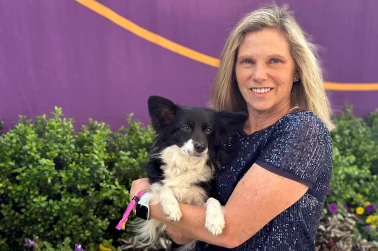 Entertainment Westminster dog show has its first mixedbreed agility