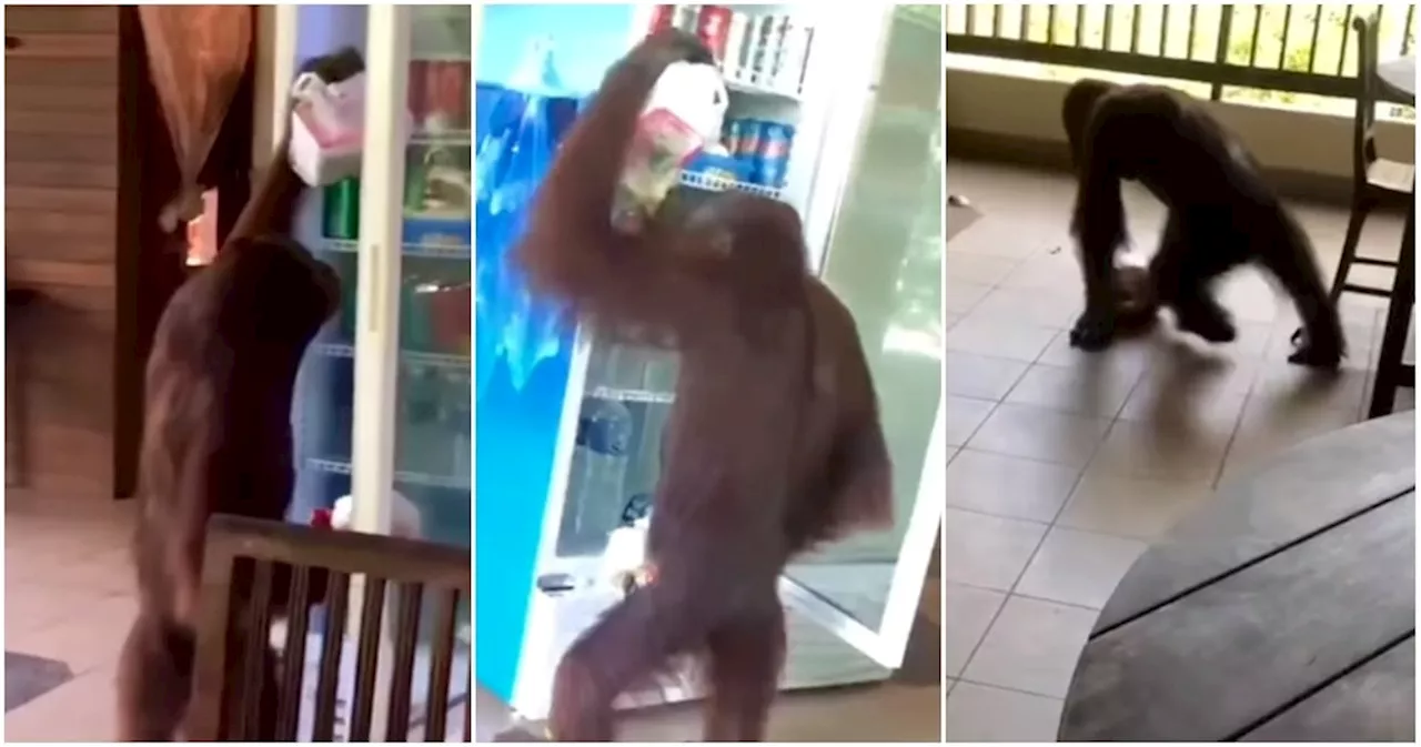 Orang Utan Goes Into Cafe in Sandakan & Opens Fridge, 'Tapaus' Something Without Paying