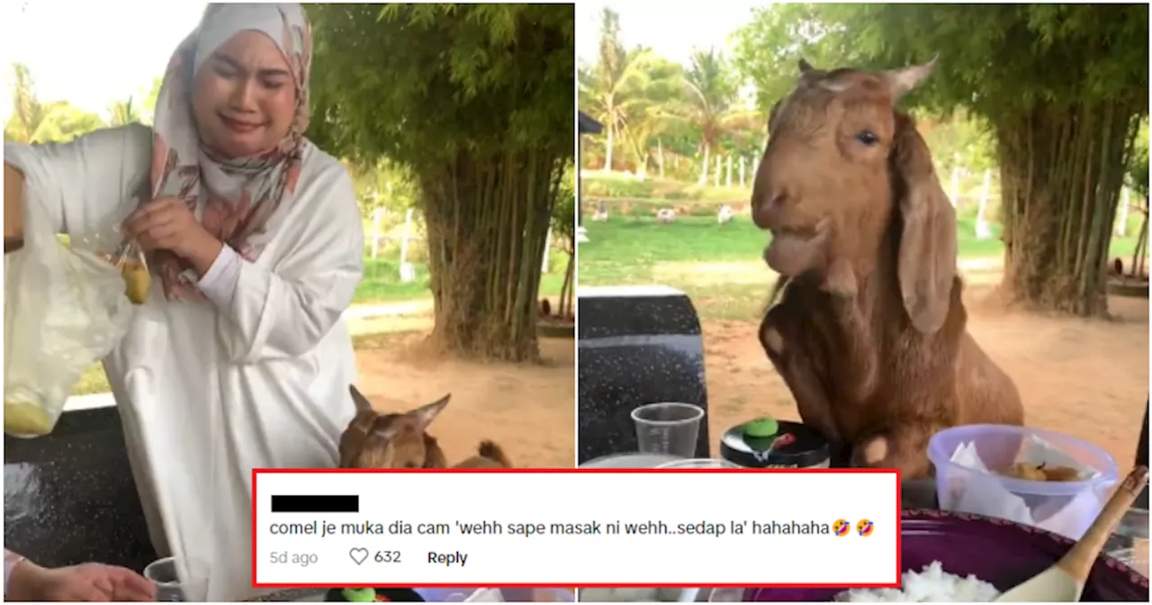 Random Goat Casually Crashes M'sian Friends' Outdoor Raya Potluck in Perlis