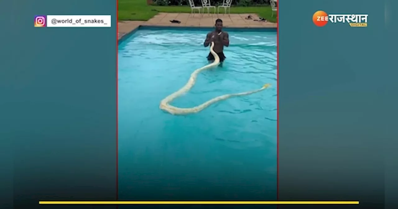 King Cobra Video: स्विमिंग पूल में अजगर के साथ नहाता दिखा शख्स,देख लोगों की डर से हालत खराब