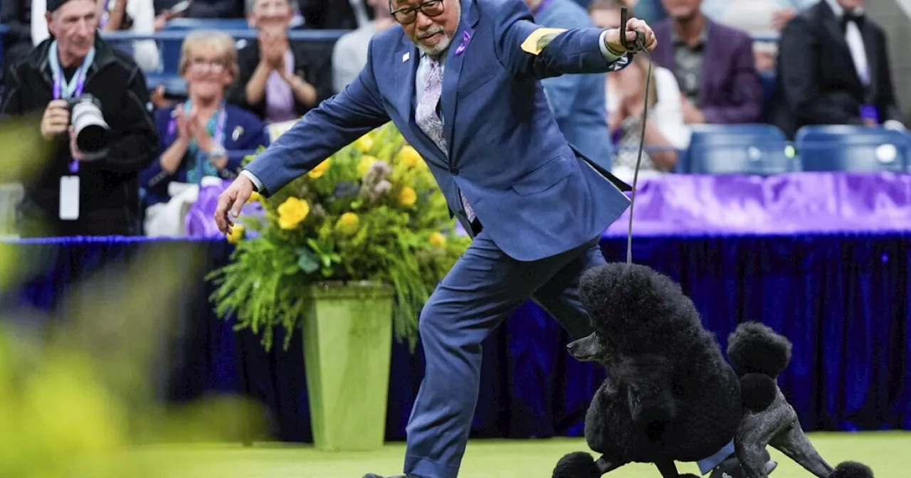 Miniature poodle named Sage wins Westminster Kennel Club dog show