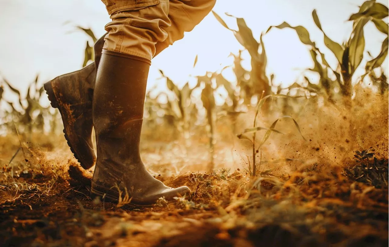 Crise agricole : Les jeunes agriculteurs plus optimistes que leurs aînés face à la crise climatique