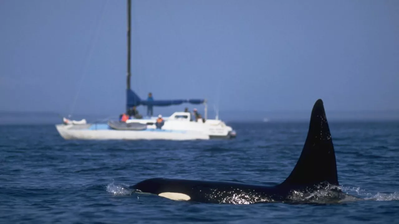 World News: Orcas sink sailing yacht in Strait of Gibraltar between ...