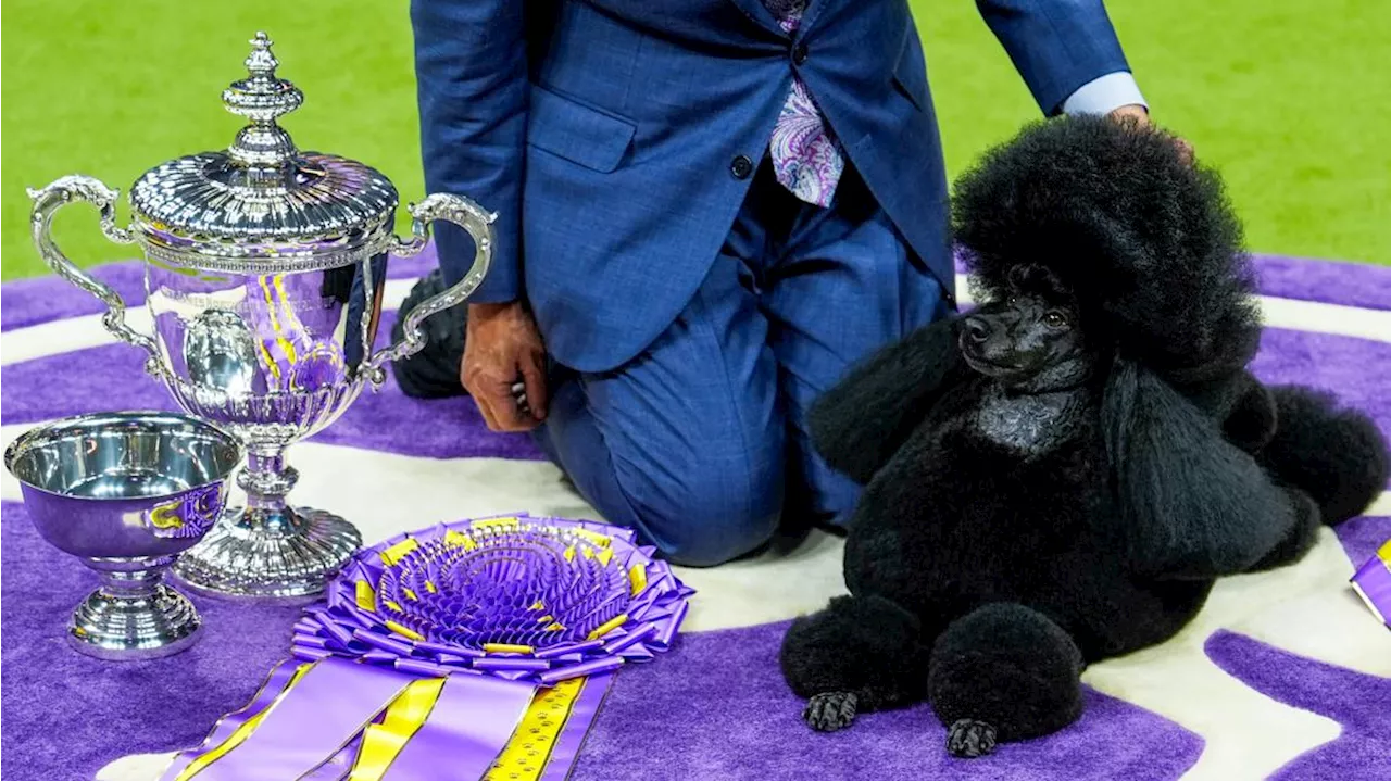 Miniature poodle named Sage wins Westminster Kennel Club dog show