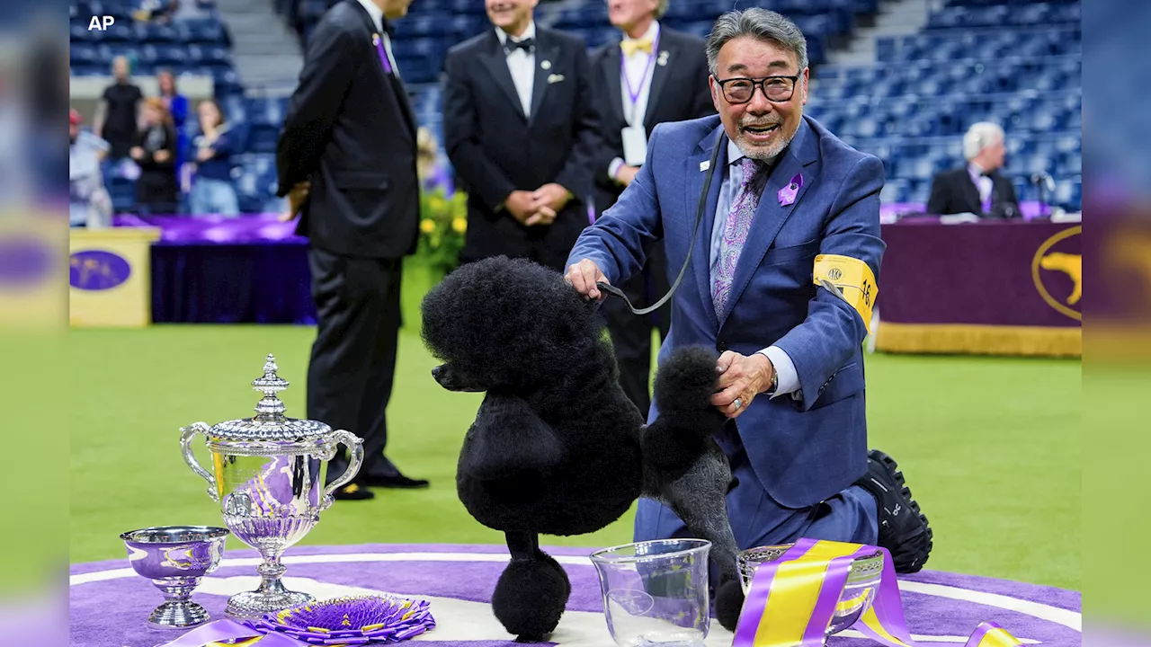 'Sage' the miniature poodle from Houston wins Westminster Kennel Club dog show