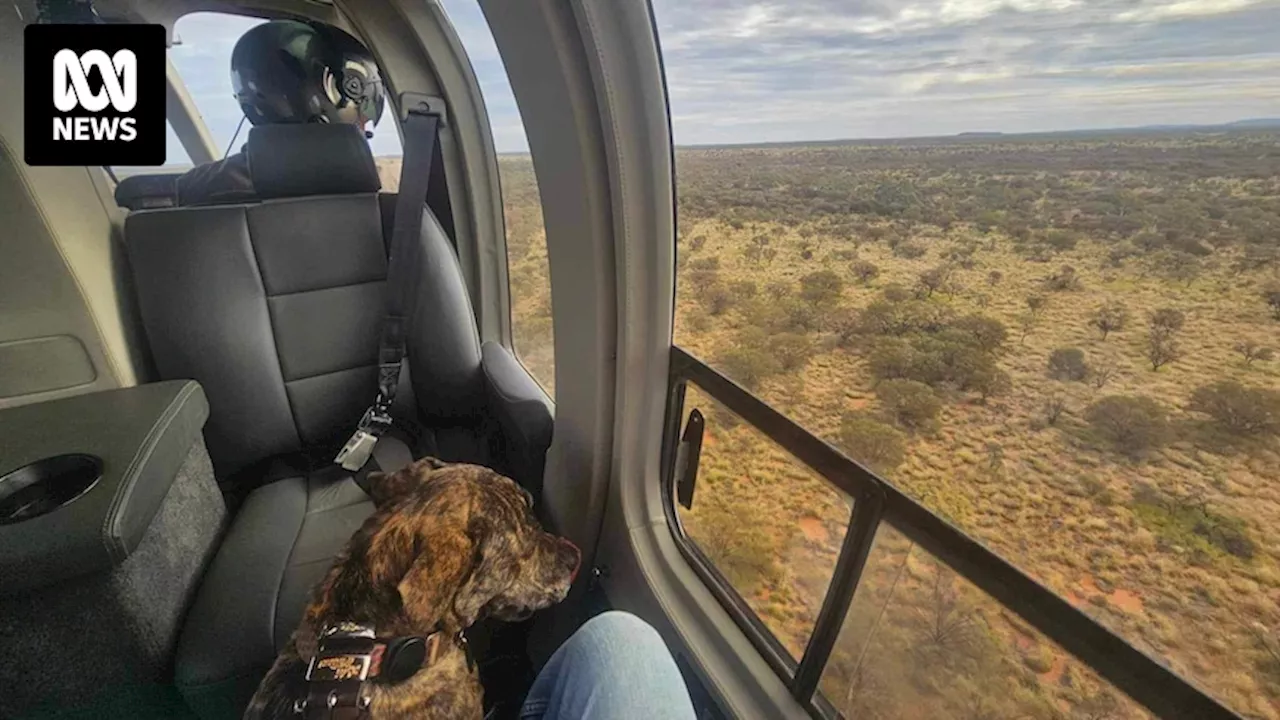 Cattle-mustering pilot pulls off miraculous dog rescue in outback Western Australia