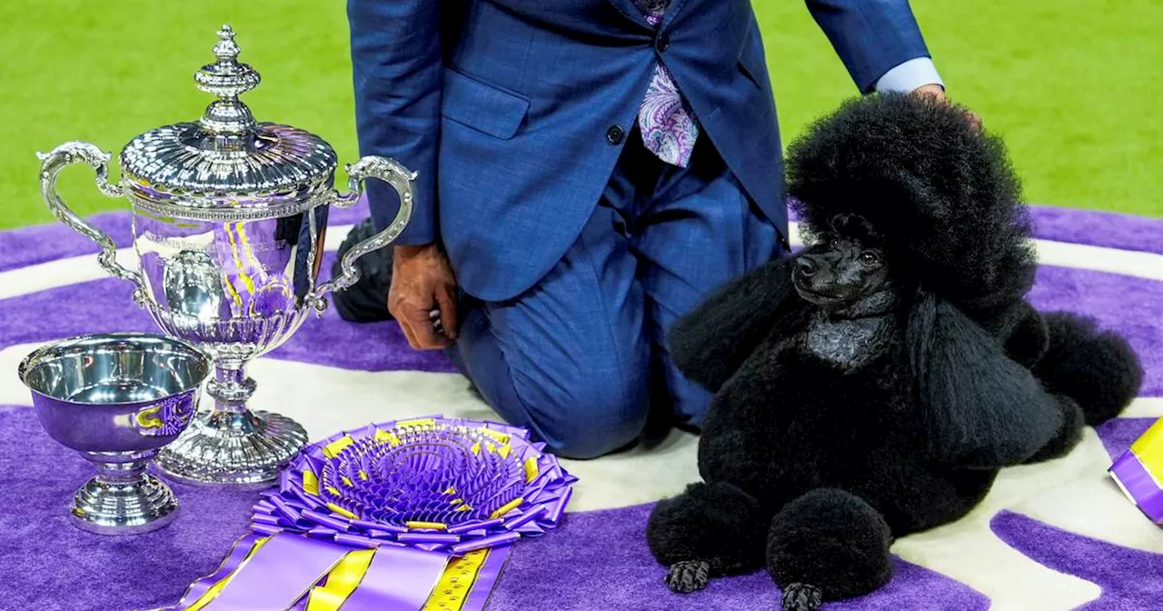 Miniature poodle named Sage wins Westminster Kennel Club dog show