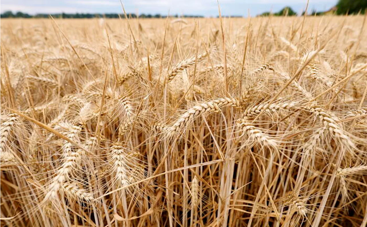 Grano, produzione in calo del 12%, la più bassa da 10 anni