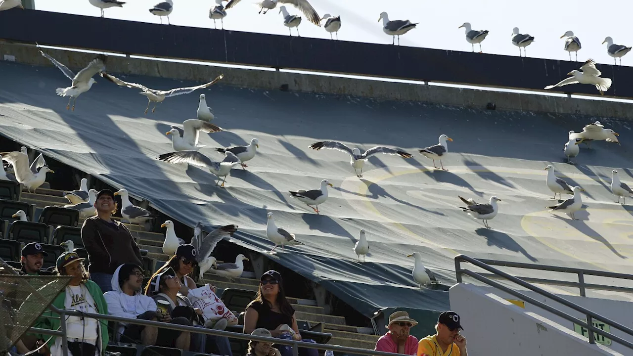 Oakland Ballers make request to purchase old Coliseum bleacher seats used by NFL's Raiders