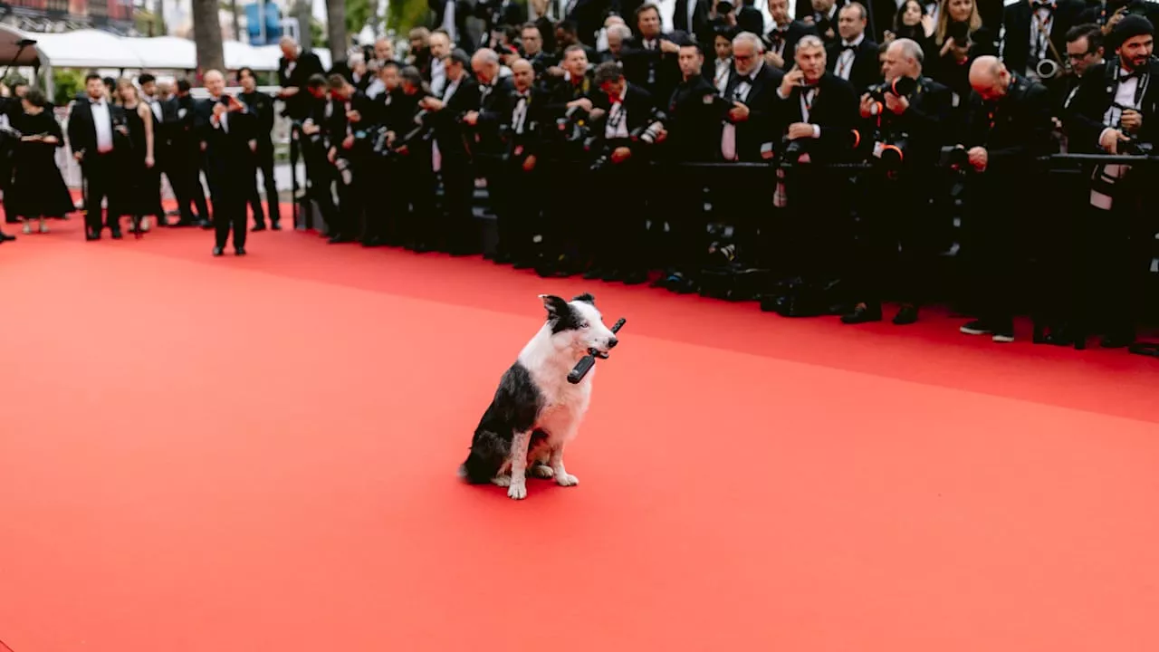 Film-Hund Messi: Cannes ist auf den Hund gekommen