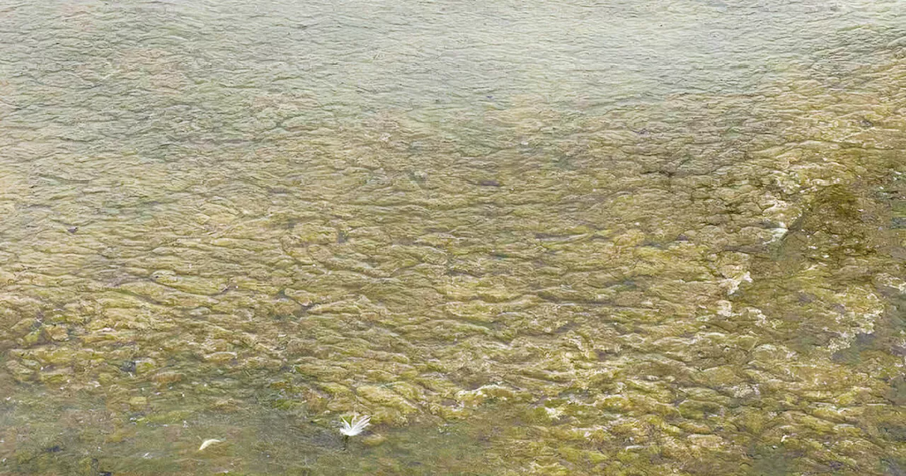 Disgusting smelling algae that might make pets sick is back on Toronto waterfront