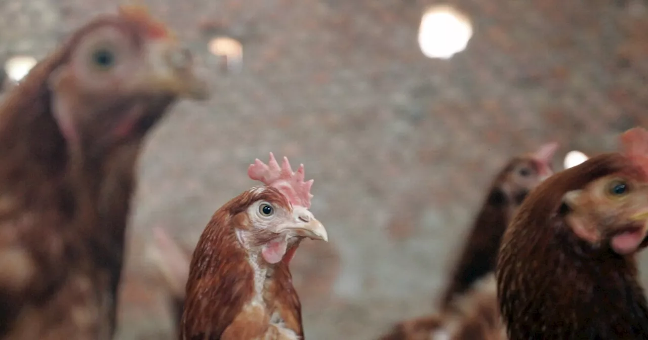 Más de 100 gallinas murieron calcinadas en incendio de un granero en el Oriente de Antioquia