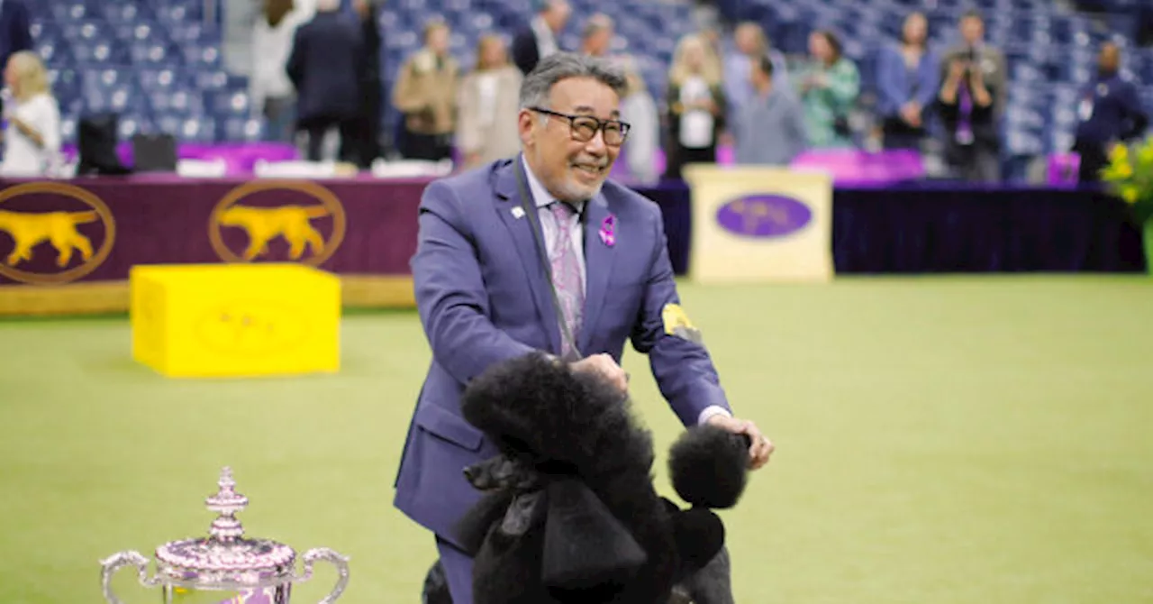 Miniature Poodle ‘Sage’ Wins ‘Best in Show’ at Westminster Kennel Club Competition