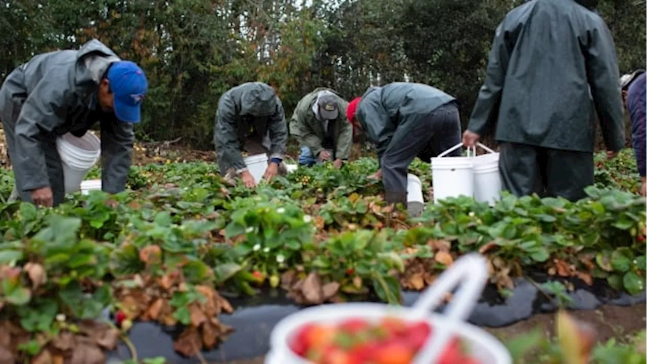 Ontario to change how it compensates injured migrant workers