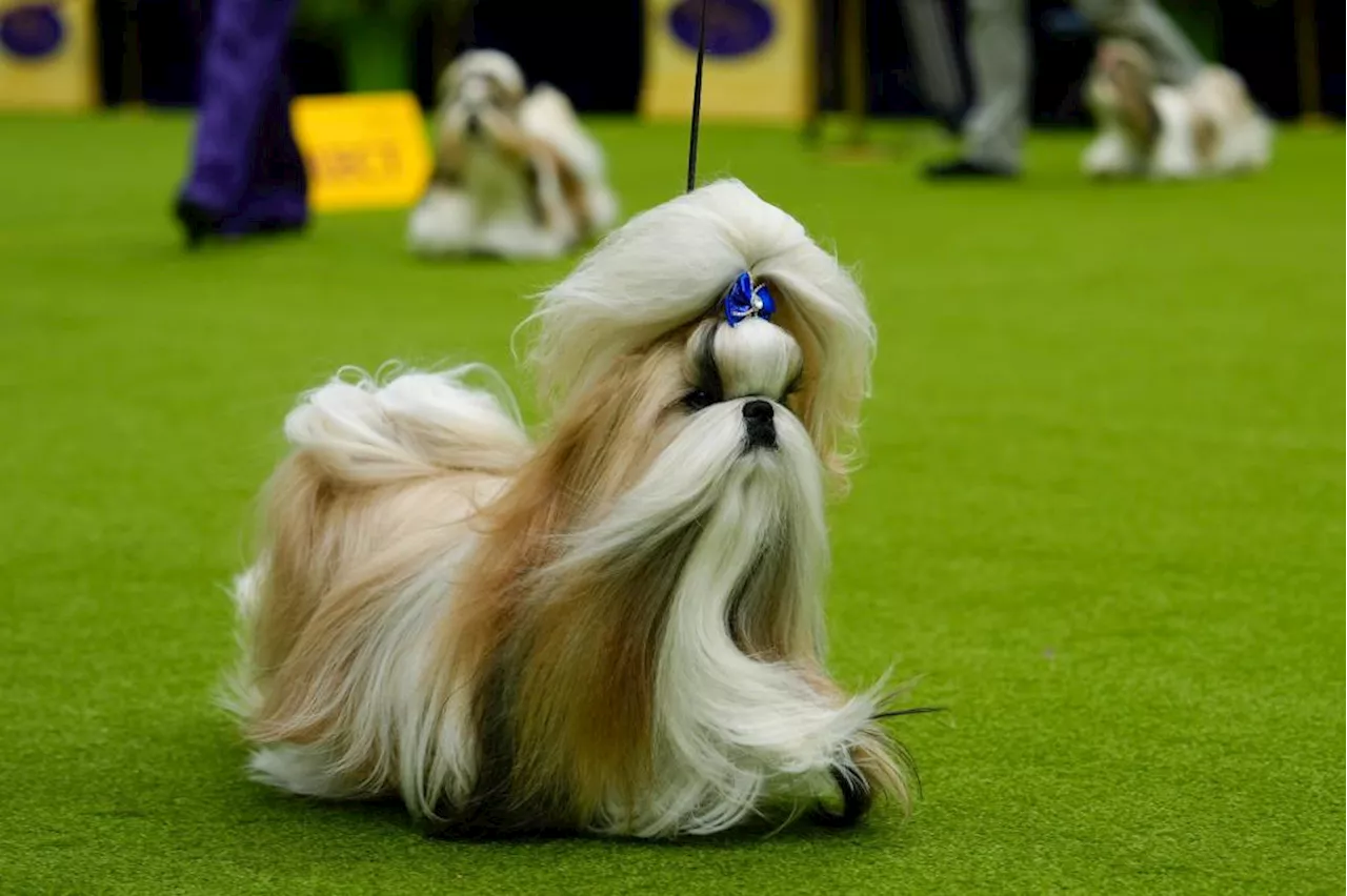 Miniature poodle named Sage wins Westminster Kennel Club dog show