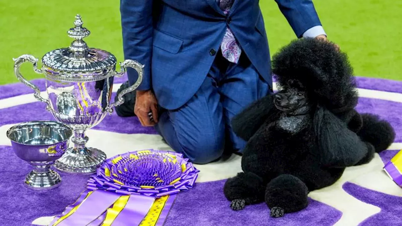 Sage the Miniature Poodle wins Best in Show at Westminster United